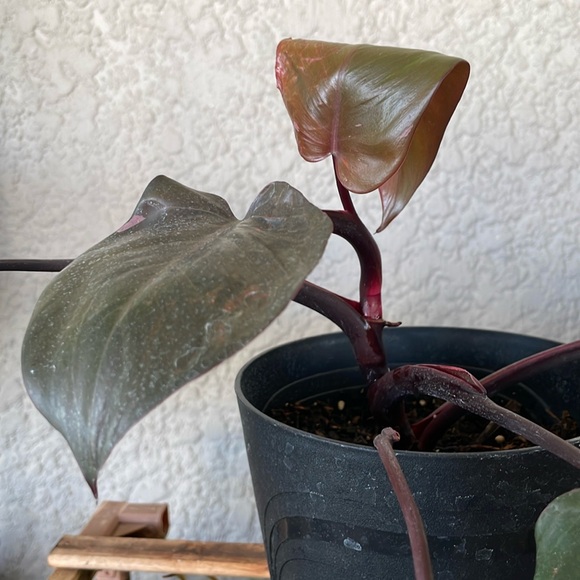 Philodendron Pink Princess Plant - Picture 5 of 9